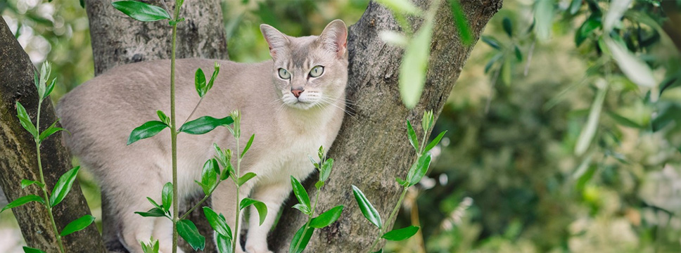 Découvrez notre</br>Gamme <b>NUTRITION CHATS</b>